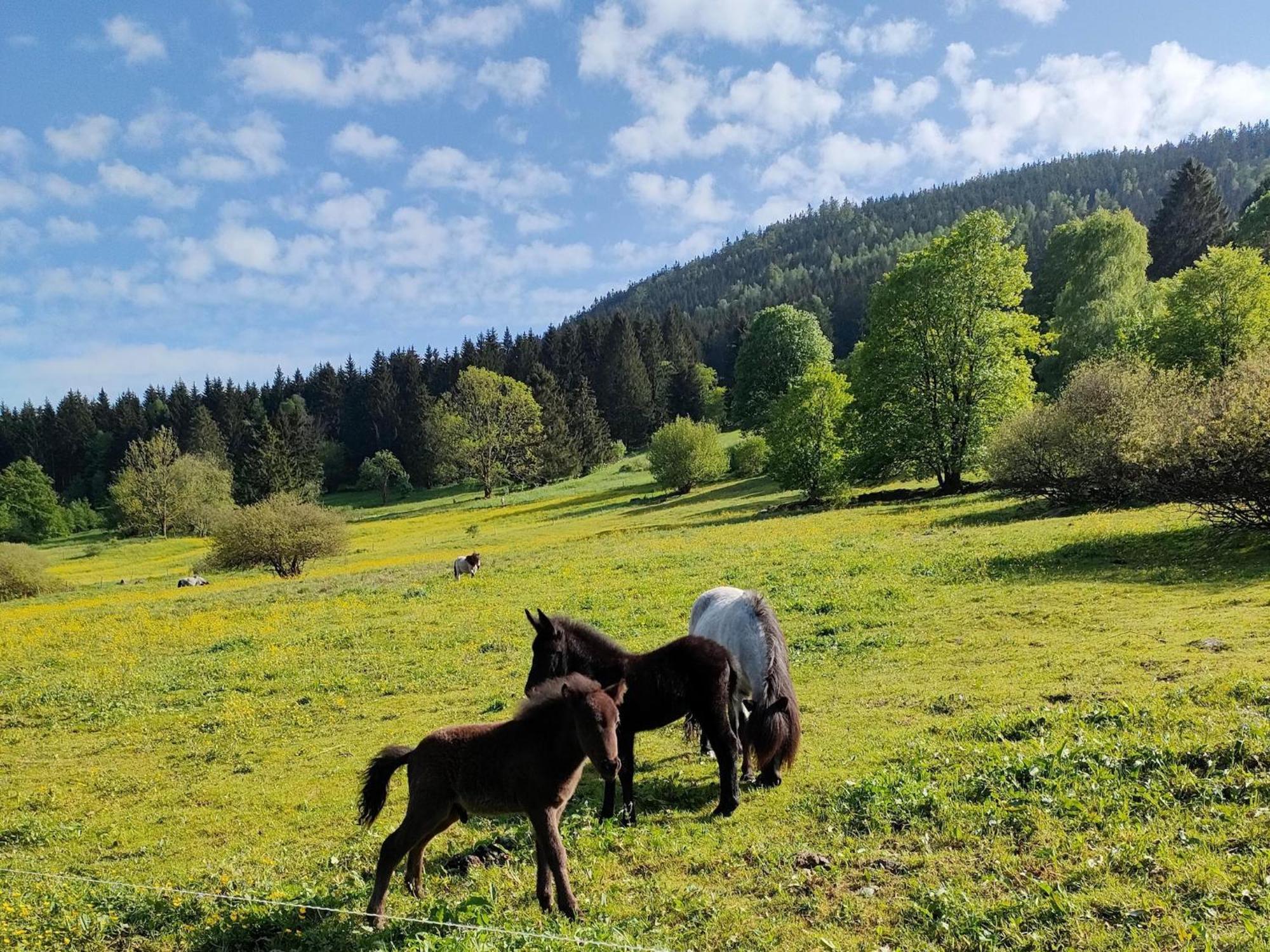 Vacation Home Am Hermannsberg, Oberschoenau Oberschonau Екстериор снимка